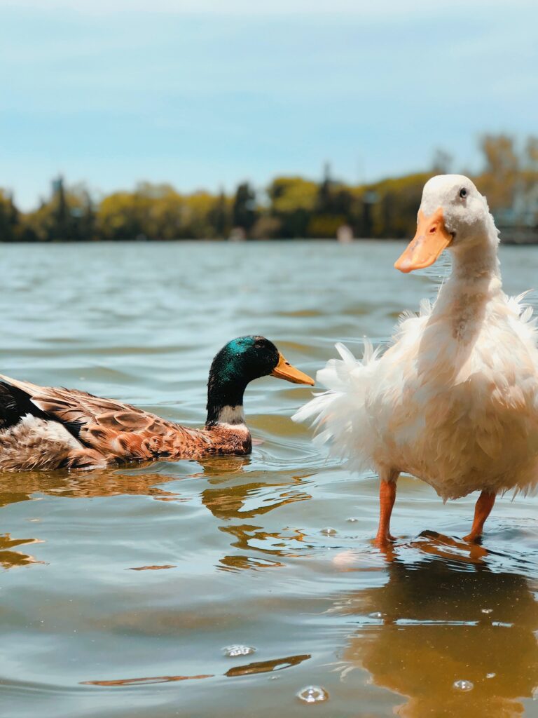 two ducks in water, a male mallard is floating and a white duck is standing
