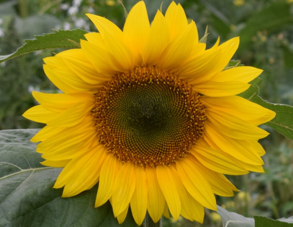 A closeup of a sunflower with leaves in the background