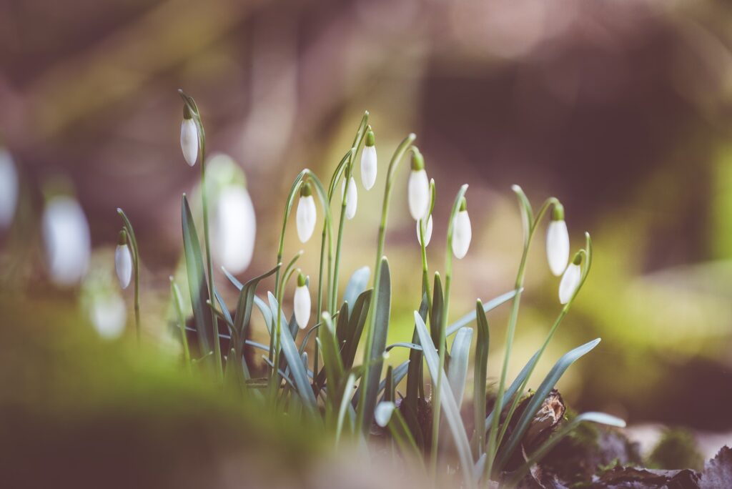 Unopened snowdrops in the soil